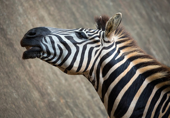 Fototapeta na wymiar Pattern and skin of the head of the zebra.