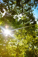 Green leaves on a tree branches on a nature forest landscape background with sun flare shining