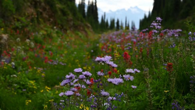 Natural background made of bright, colorful, vibrant selections of wildflowers on the Meadows in the Sky Parkway, Mount Revelstoke National Park in British Columbia, Canada