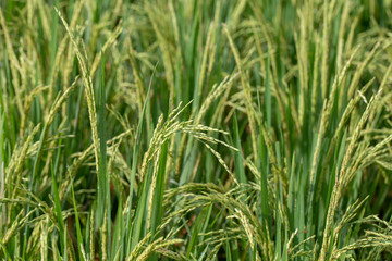 Fototapeta na wymiar Field with green rice stalks . Ubud, Bali, Indonesia. Close up green rice terraces