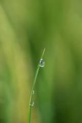 Green rice stem background with water drops, grass stalks with water drops, herbal background in Bali, Indonesia. Close up, macro