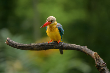 Stork Billed-Kingfisher in Thailand the stork billed kingfisher is consider one of the most biggest kingfisher species
