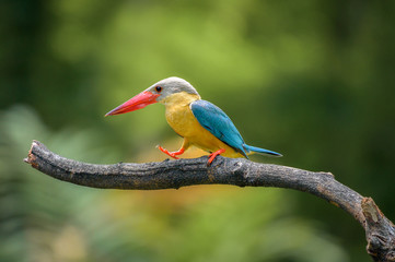 Stork Billed-Kingfisher in Thailand the stork billed kingfisher is consider one of the most biggest kingfisher species