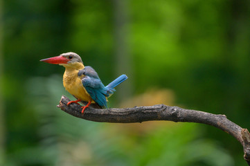 Stork Billed-Kingfisher in Thailand the stork billed kingfisher is consider one of the most biggest kingfisher species