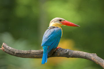 Stork Billed-Kingfisher in Thailand the stork billed kingfisher is consider one of the most biggest kingfisher species
