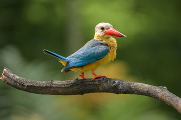 Stork Billed-Kingfisher in Thailand the stork billed kingfisher is consider one of the most biggest kingfisher species