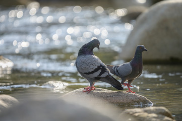 Feral pigeon (Columba livia domestica) sitting on rock near the pond in north of thailand