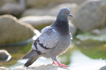 Feral pigeon (Columba livia domestica) sitting on rock near the pond in north of thailand