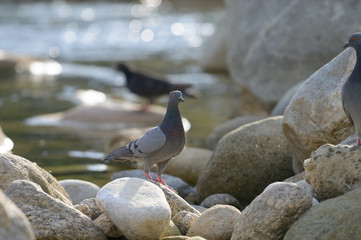 Feral pigeon (Columba livia domestica) sitting on rock near the pond in north of thailand