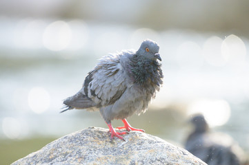 Feral pigeon (Columba livia domestica) sitting on rock near the pond in north of thailand