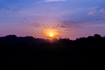 Bats flying out of cave in the evening with scene of sunset in thailand a beautiful sky for halloween theme or scary movie