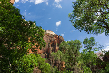 sky and trees