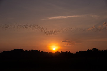 Bats flying out of cave in the evening with scene of sunset in thailand a beautiful sky for halloween theme or scary movie