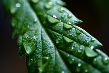 Macro. Cannabis leaf with drops of water on a black background. A closeup of wet marijuana....