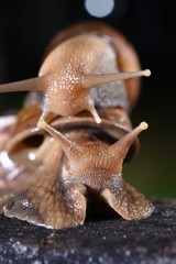 Big snail in shell crawling on the old tree trunk