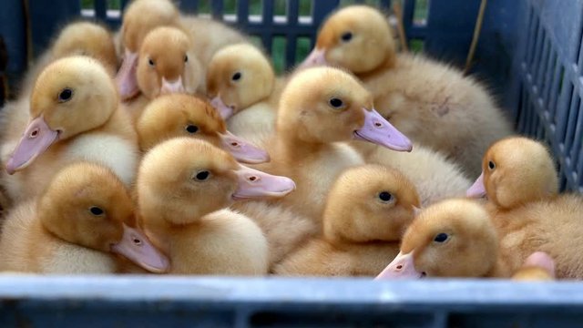 Little yellow flaky ducks in a plastic box at a local farmers market sadly waiting to be sold