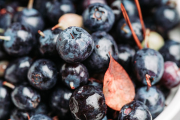 Freshly harvested wild blueberries in bowl. Selective focus. Shallow depth of field.