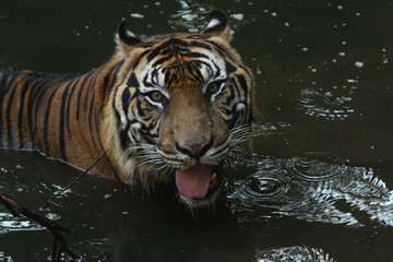 Naklejka premium rendam 2