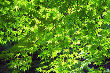 新緑のモミジ