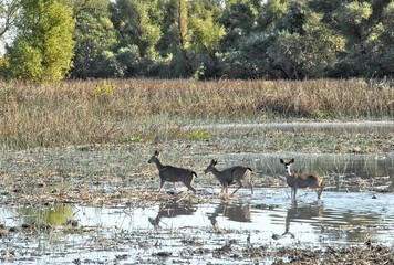 Three Deer Crossing