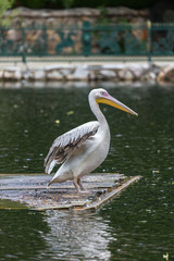 Pelican in water