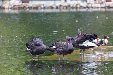 Black swans in water