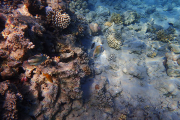 coral reef in egypt as ocean background