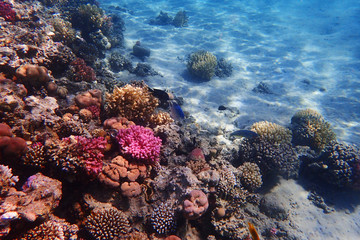 Obraz na płótnie Canvas coral reef in egypt as ocean background