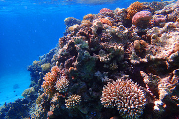 coral reef in egypt as ocean background