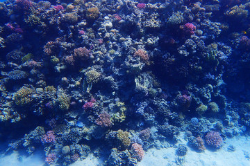 Naklejka na ściany i meble coral reef in egypt as ocean background