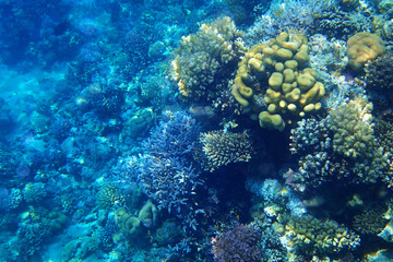 coral reef in egypt as ocean background
