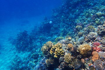 Fototapeta na wymiar coral reef in egypt as ocean background