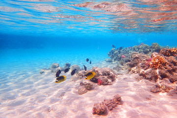 coral reef in egypt as ocean background