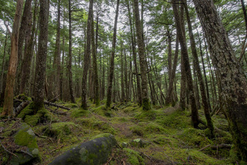 Obraz premium 信州 白駒の池 苔と原生林