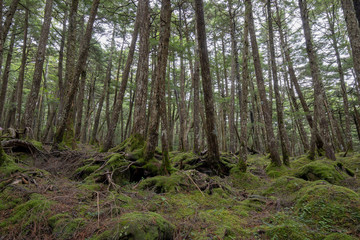 信州　白駒の池　苔と原生林