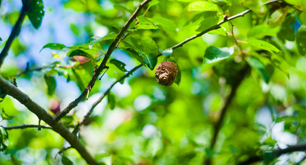 rotten mirabelle in the tree