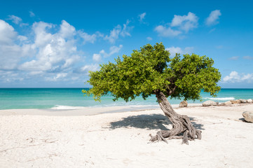 The iconic divi divi tree on the white sand of Eagle Beach at the Caribbean island Aruba. 