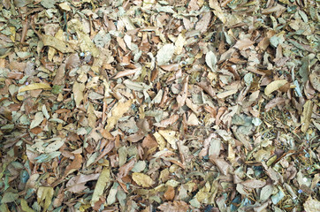 枯れ葉と木屑