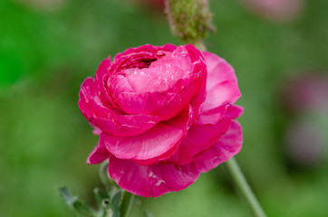 Ranunculus asiaticus (Persian Buttercup) grown at geen field