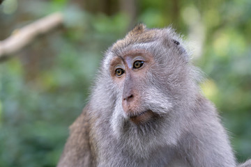 Wild monkey family at sacred monkey forest in Ubud, island Bali, Indonesia