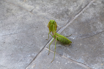 Praying mantis, mantis religiosa , close up. Island Bali, Indonesia