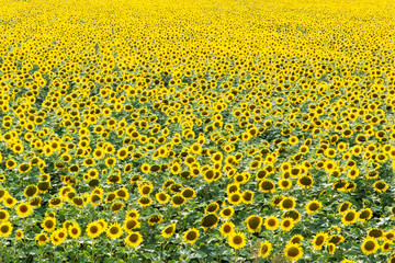Magnificent field of sunflower. summer season. Background image. For advertising margarine, butter.