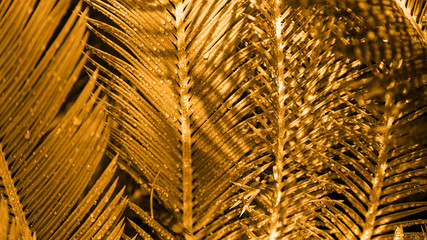 Close up of exotic tropical leaves colored in gold colour