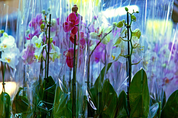 Blue, red, white orchids in plastic bags. Shop.