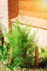 Small young tree of decorative thuja.