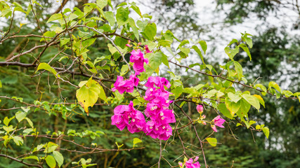 Fototapeta na wymiar Pink Bougainville flowers with green leaves