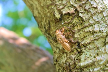 せみ　蝉の抜け殻　夏　木　公園　茨城