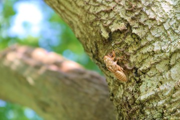 せみ　蝉の抜け殻　夏　木　公園　茨城