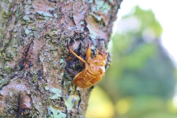 せみ　蝉の抜け殻　夏　木　公園　茨城