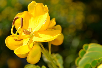 yellow flower